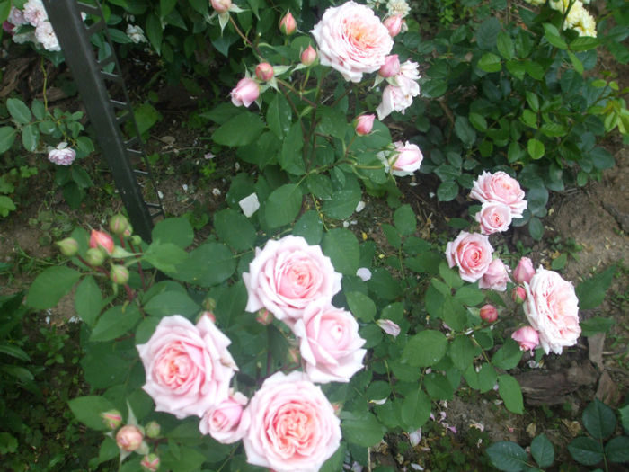 Paul Bocuse - vara 2013