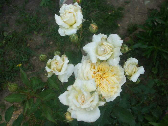 Sophia Renaissance - vara 2013