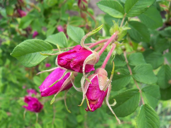 102_0416 - TRANDAFIR DE DULCEATA 2013 -TSARITSA SEVERA