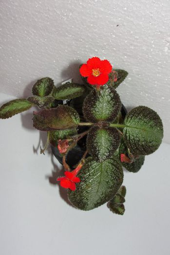 Country Cowboy - Episcia C