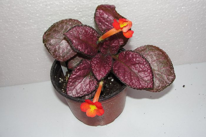Strawberry Mist - Episcia S
