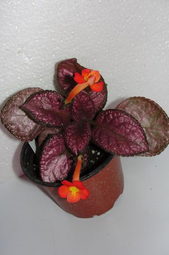  - Episcia S