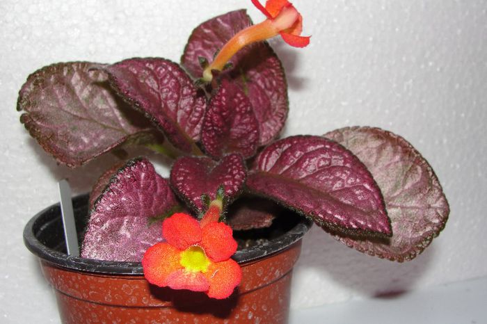  - Episcia S