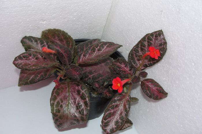  - Episcia Jim_s