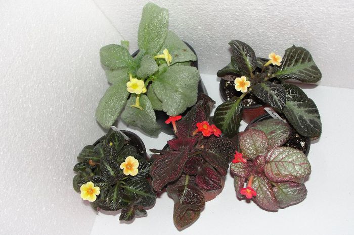 DSC00160 - Episcia