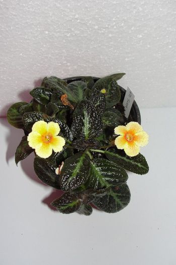 Suomi - Episcia S