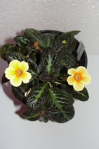  - Episcia S
