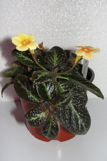  - Episcia S