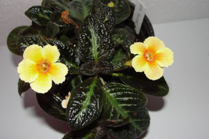  - Episcia S