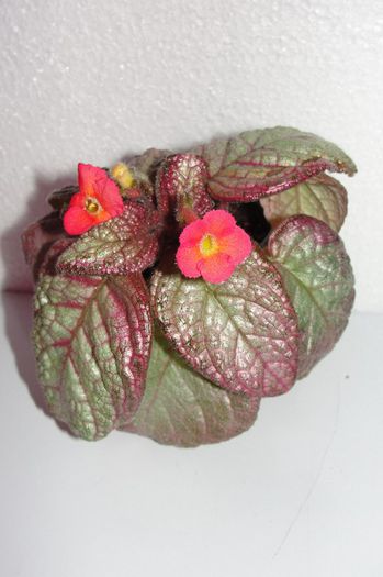 Sea Foam - Episcia S