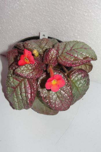  - Episcia S