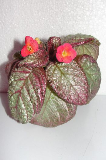  - Episcia S