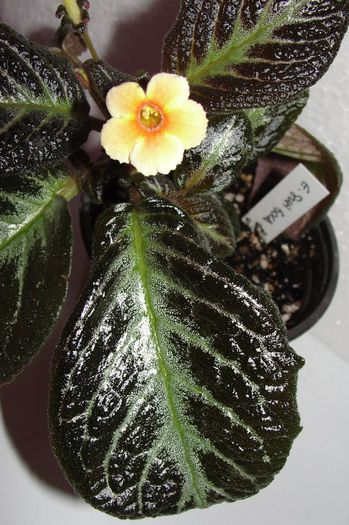  - Episcia S