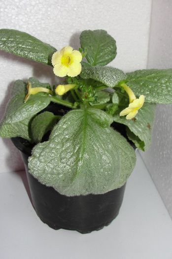 Thads Yellow Bird - Episcia Thads