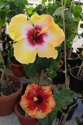 Hibiscus Amanda Dubin
