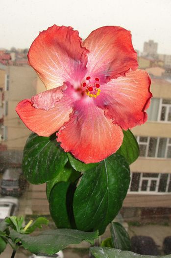 hibiscus Moorea Rita