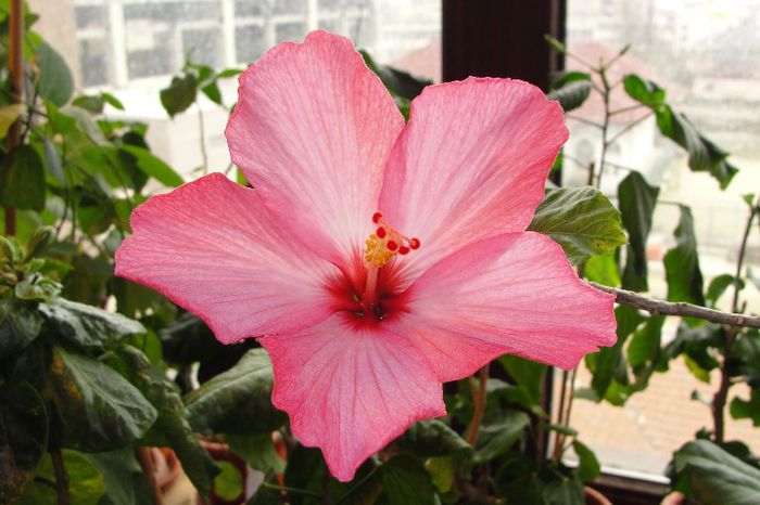 hibiscus Amour