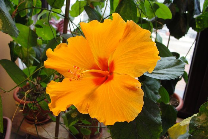 hibiscus Kim