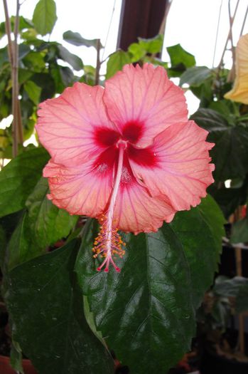 hibiscus Antilles Saumon