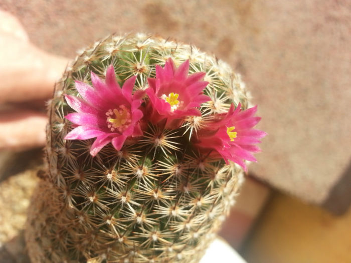 20130605_174203 - cactusi 2013