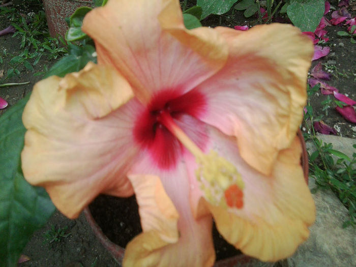 Fotografie2606 - surf