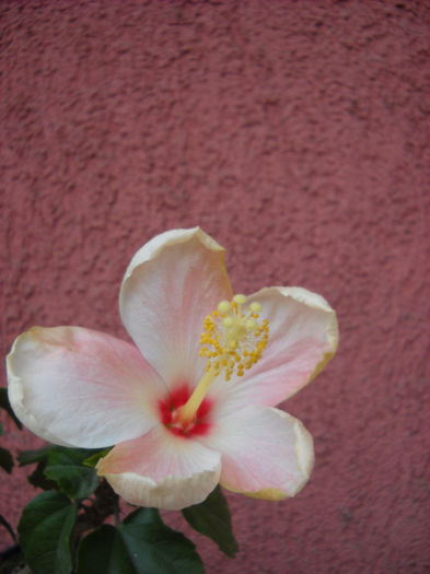 Cairo apricot 7.06.013