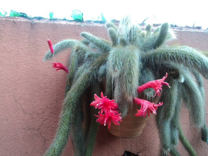 CACTUS1 - splendori