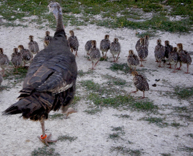 CEDAG-dinde et petits - 1-MELEAGRIS GALLOPAVO SILVESTRIS-CURCANUL DIN PADURILE DE EST