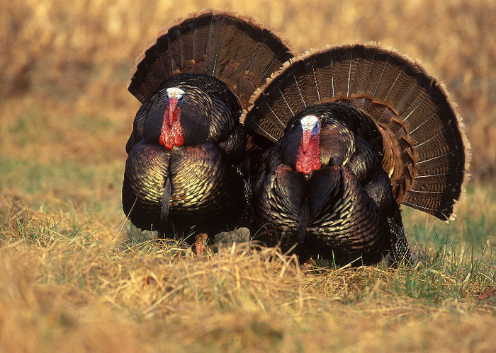 62-eastern-turkey - 1-MELEAGRIS GALLOPAVO SILVESTRIS-CURCANUL DIN PADURILE DE EST