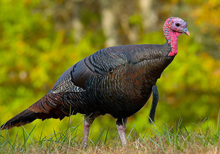 62-Wild_turkey_eastern_us - 1-MELEAGRIS GALLOPAVO SILVESTRIS-CURCANUL DIN PADURILE DE EST