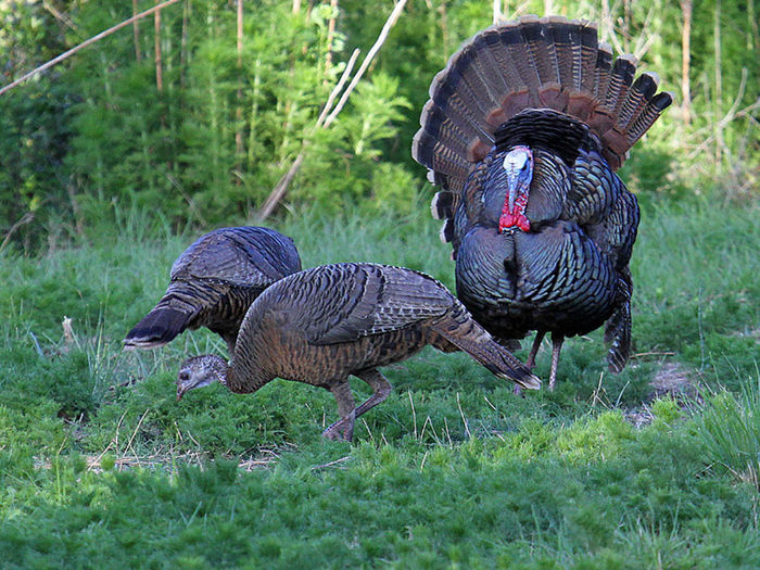 63florida osceola turkey hunting guide 55410 - 2-MELEAGRIS GALLOPAVO OSCEOLA-CURCANUL DE FLORIDA