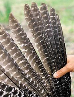 63CEDAGFlorida Wild Turkey dessin aile