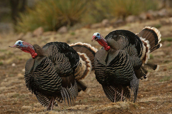 65Wild-Turkey-Meleagris-gallopavo-merriami-BiGB-0693 - 4-MELEAGRIS GALLOPAVO MERRIAMI-CURCANUL MERRIAMI