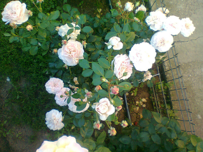 Sangerhauser Jubilaumsrose - Trandafiri luna mai
