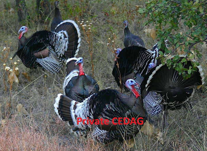 66CEDAGM.Gallopavo Gallopavo 1996 _ Copie