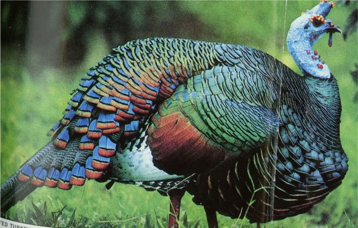 67natGeoOcellatedTurkey - 6-AGRIOCHARIS OCELLATA-MELEAGRIS OCELLATA