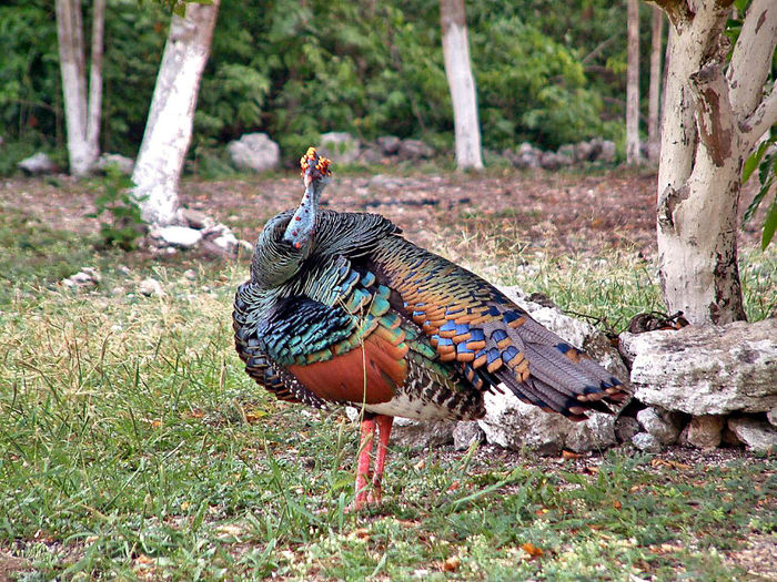 67NWTF_Ocellated_Wild_Turkey - 6-AGRIOCHARIS OCELLATA-MELEAGRIS OCELLATA