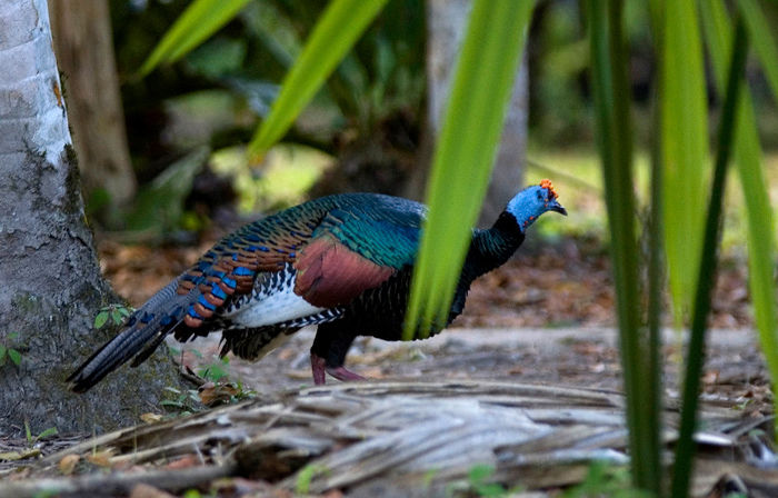 67-Ocellated Turkey - 6-AGRIOCHARIS OCELLATA-MELEAGRIS OCELLATA