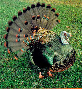 67Ocellated_turkey - 6-AGRIOCHARIS OCELLATA-MELEAGRIS OCELLATA