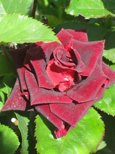 IMG_2146 - trandafir hocus-pocus