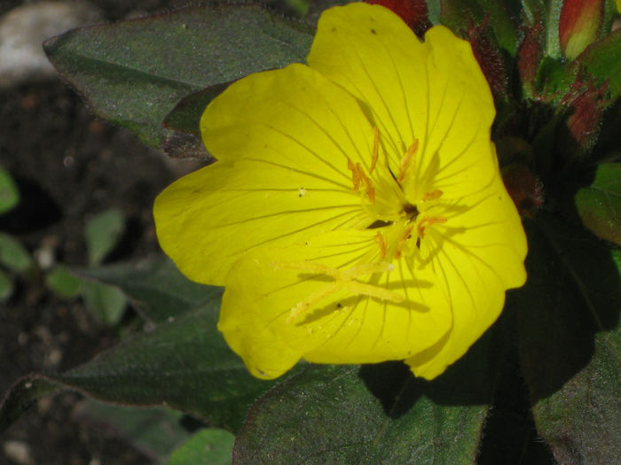 IMG_2135 - oenothera fruticosa