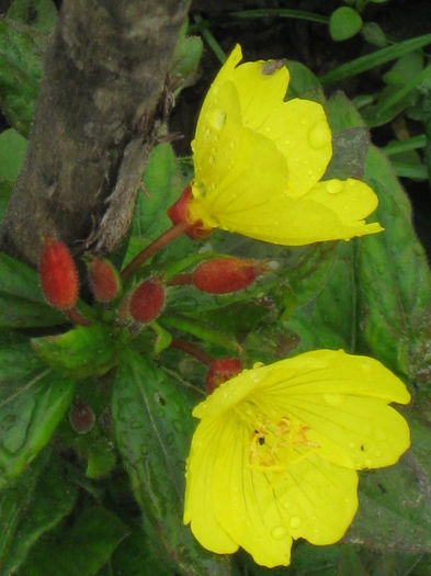 IMG_2254 - oenothera fruticosa