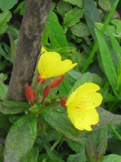 IMG_2253 - oenothera fruticosa