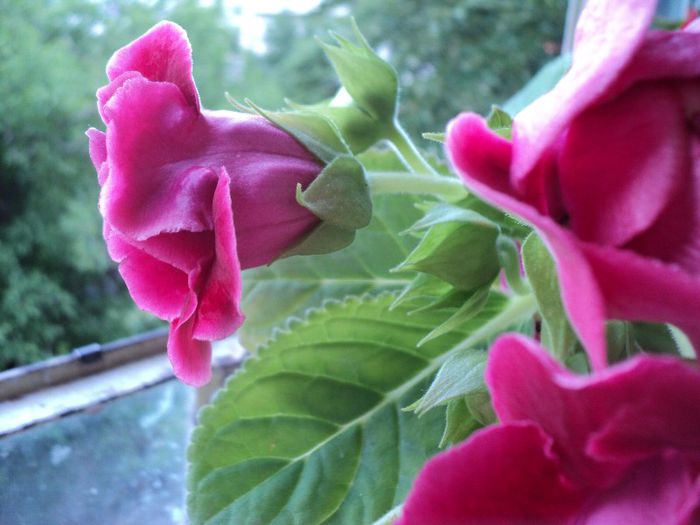 DSC05639 - GLOXINIA - 2013