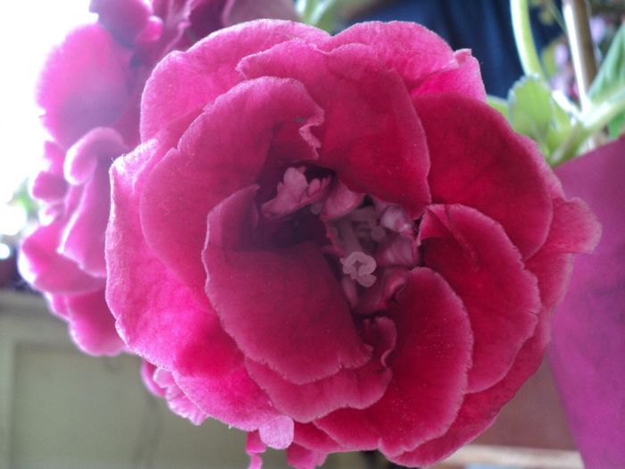 DSC05721 - GLOXINIA - 2013