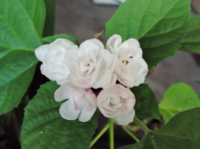 Clerodendrum philippinum - x Alte flori