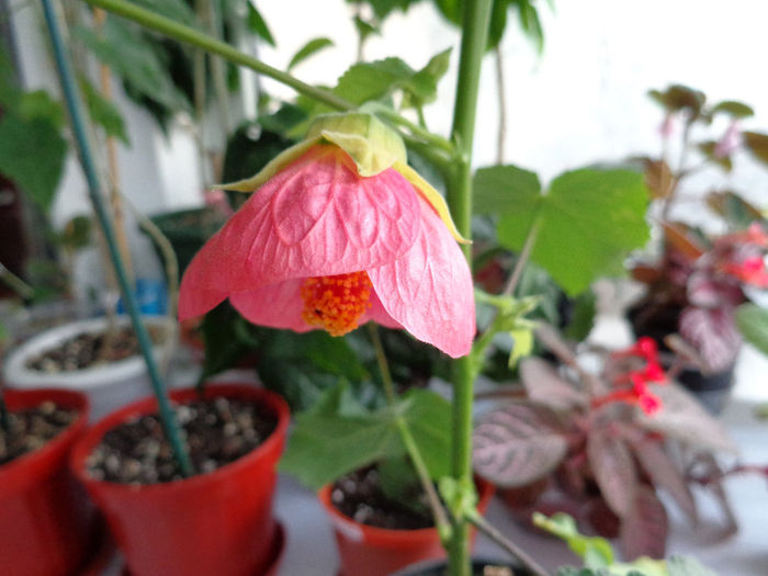 Abutilon roz 1(8-06-2013) - Abutiloni 2013