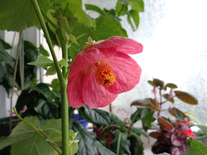 Abutilon roz 1 (8-06-2013)' - Abutiloni 2013