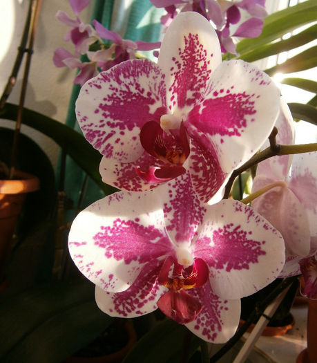 Phalaenopsis Pirate Prince