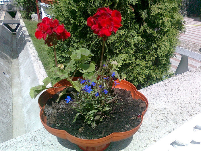 2013- florile Getei (3)